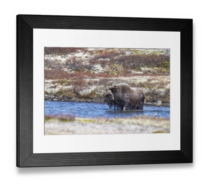 Framed Print : Musk ox (Ovibos moschatus), bull goes to sea Framed Print : Musk ox (Ovibos moschatus), bull goes to sea