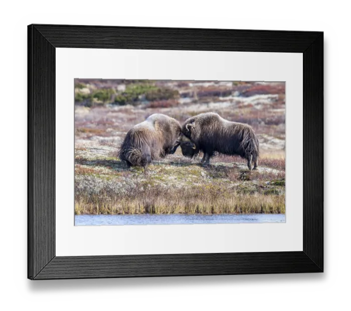 Framed Print : Musk oxen (Ovibos moschatus), bulls fighting in autumnal tundra Framed Print : Musk oxen (Ovibos moschatus), bulls fighting in autumnal tundra