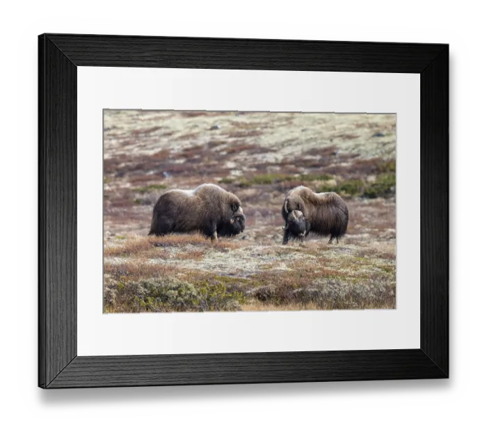 Framed Print : Musk oxen (Ovibos moschatus), bulls in autumnal tundra Framed Print : Musk oxen (Ovibos moschatus), bulls in autumnal tundra