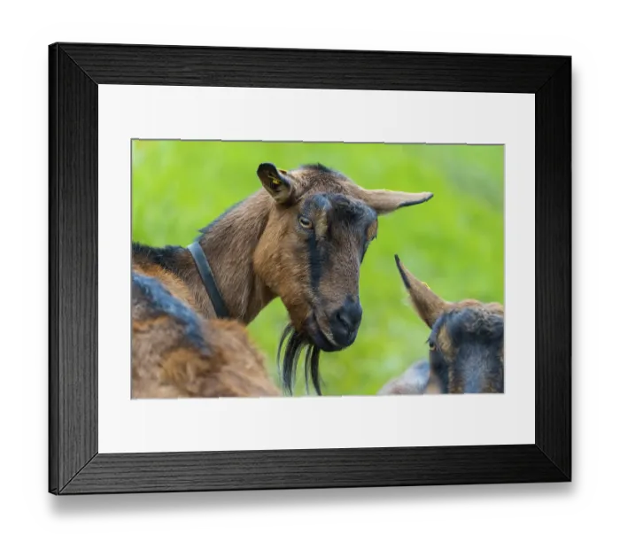 Framed Print : Domestic goat (Capra aegagrus hircus)