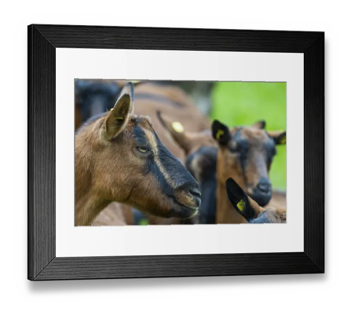 Framed Print : Domestic goat (Capra aegagrus hircus) Framed Print : Domestic goat (Capra aegagrus hircus)