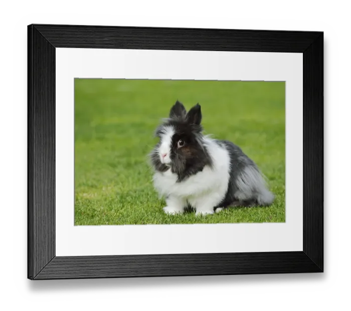 Framed Print : Lionhead rabbit (Oryctolagus cuniculus forma domestica) in a meadow