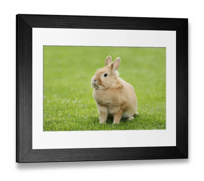 Framed Print : Dwarf rabbit (Oryctolagus cuniculus forma domestica) in a meadow