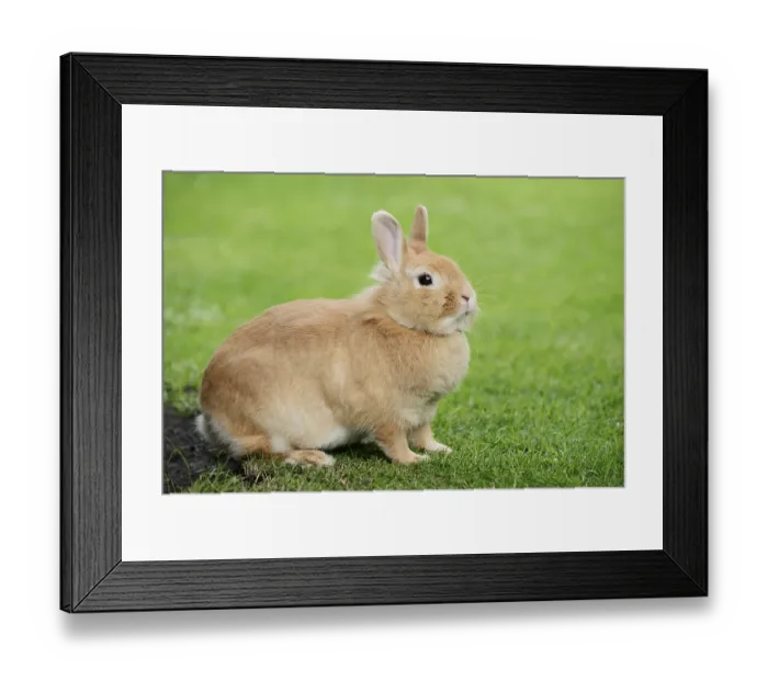 Framed Print : Dwarf rabbit (Oryctolagus cuniculus forma domestica) in a meadow Framed Print : Dwarf rabbit (Oryctolagus cuniculus forma domestica) in a meadow