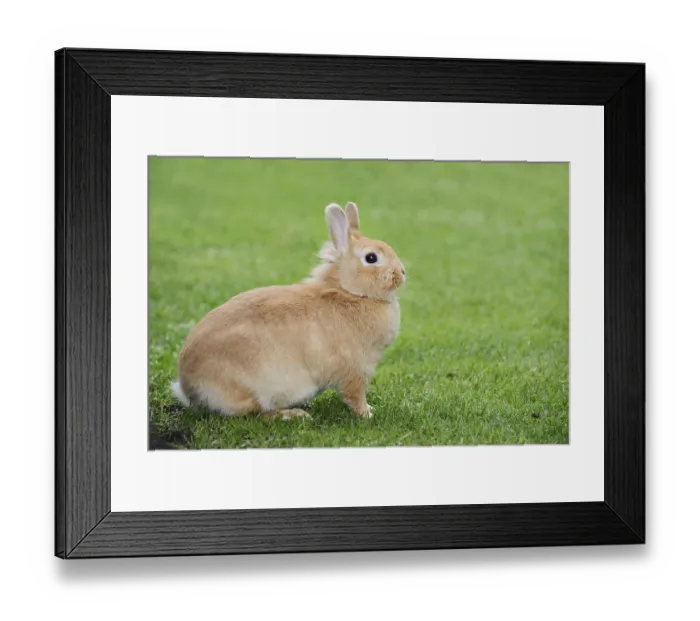 Framed Print : Dwarf rabbit (Oryctolagus cuniculus forma domestica) in a meadow