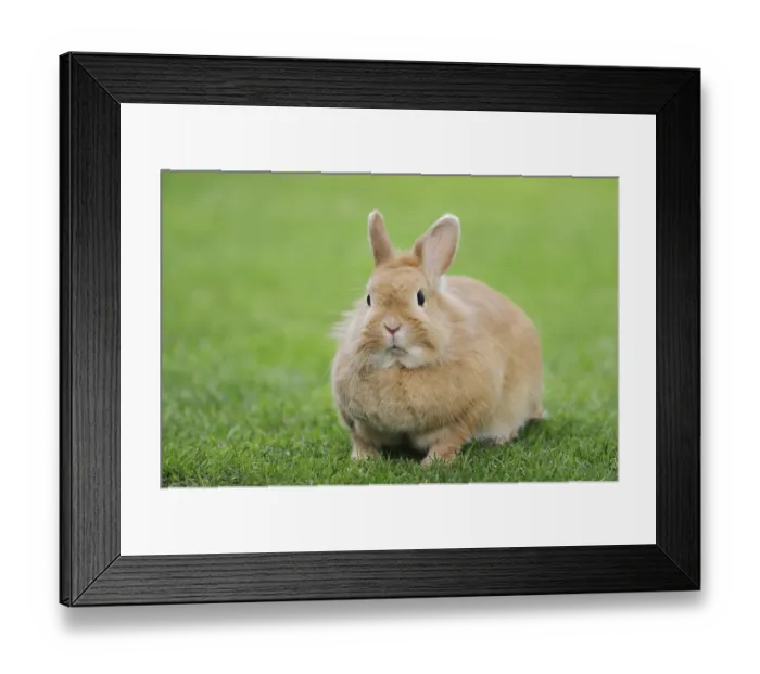Framed Print : Dwarf rabbit (Oryctolagus cuniculus forma domestica) in a meadow
