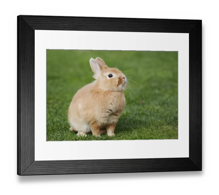 Framed Print : Dwarf rabbit (Oryctolagus cuniculus forma domestica) in a meadow Framed Print : Dwarf rabbit (Oryctolagus cuniculus forma domestica) in a meadow