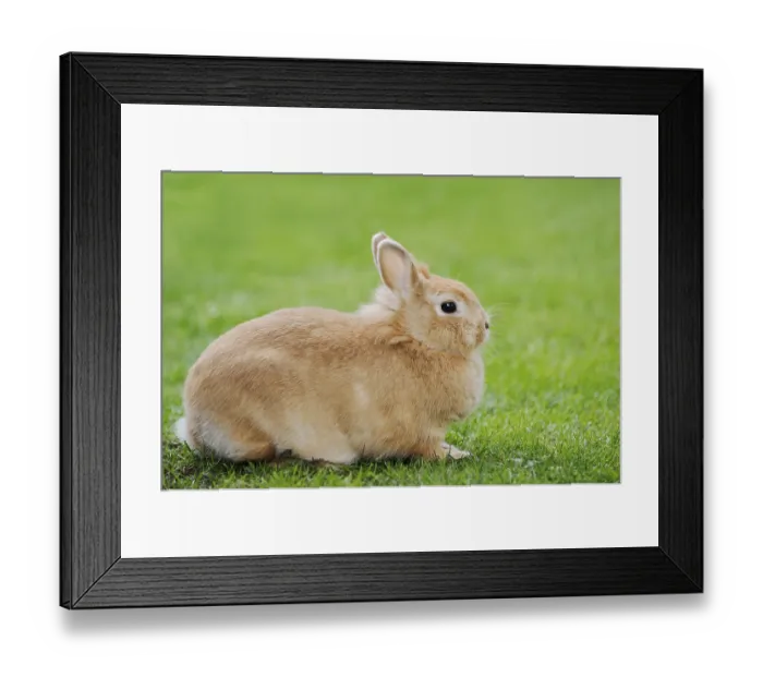 Framed Print : Dwarf rabbit (Oryctolagus cuniculus forma domestica) in a meadow