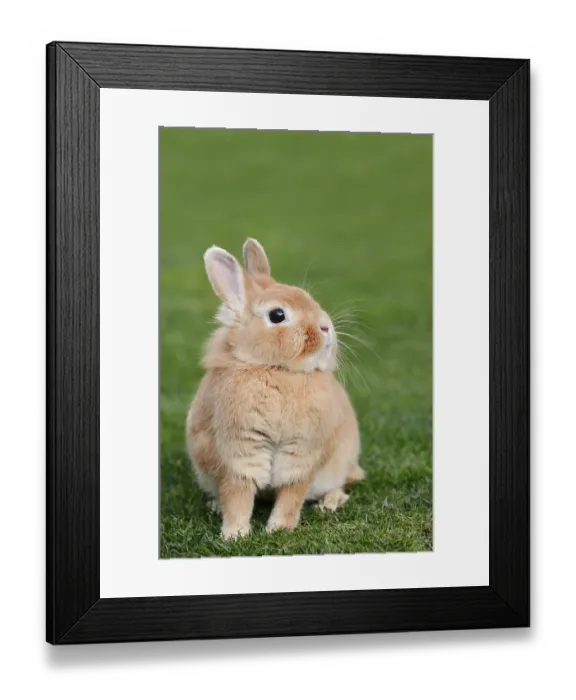 Framed Print : Dwarf rabbit (Oryctolagus cuniculus forma domestica) in a meadow