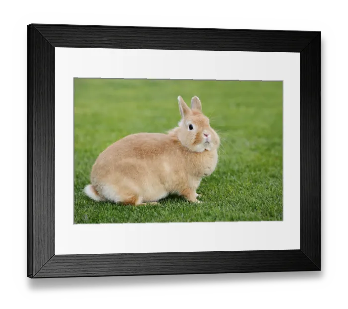 Framed Print : Dwarf rabbit (Oryctolagus cuniculus forma domestica) in a meadow