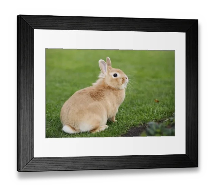 Framed Print : Dwarf rabbit (Oryctolagus cuniculus forma domestica) in a meadow