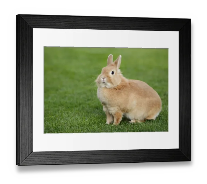 Framed Print : Dwarf rabbit (Oryctolagus cuniculus forma domestica) in a meadow