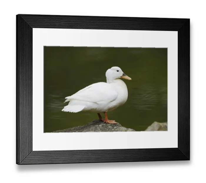 Framed Print : Domestic duck (Anas platyrhynchos f)