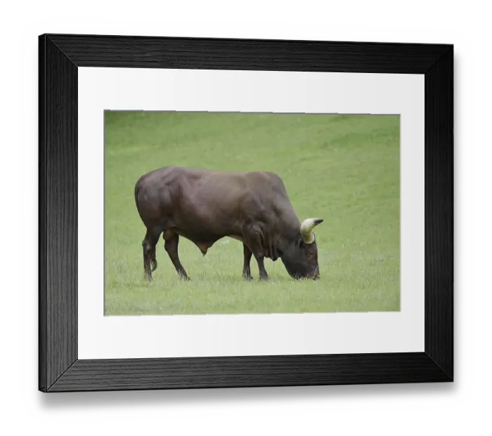 Framed Print : Watussi cattle or Ankole cattle (Bos primigenius f)