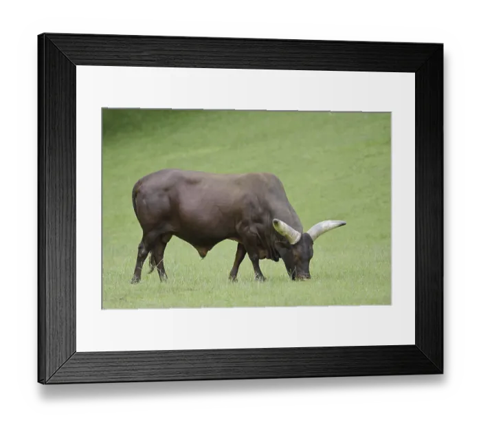 Framed Print : Watussi cattle or Ankole cattle (Bos primigenius f)