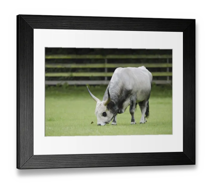 Framed Print : Hungarian Grey Cattle or Hungarian grey cattle (Bos primigenius f)