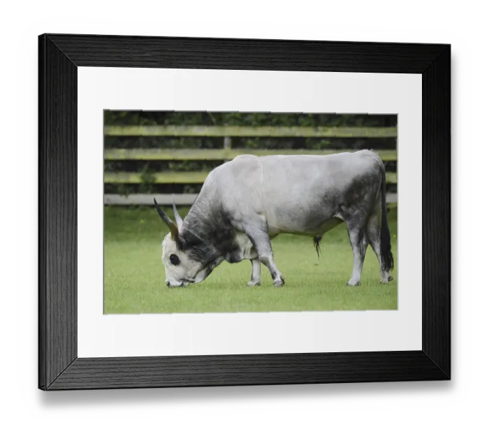 Framed Print : Hungarian Grey Cattle or Hungarian grey cattle (Bos primigenius f)