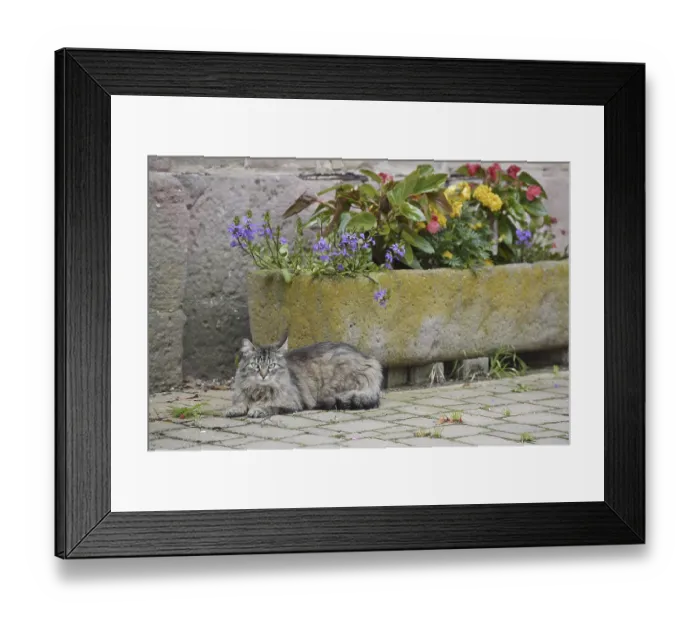 Framed Print : Domestic cat lying in front of a flower pot with blooming flowers
