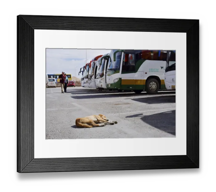 Framed Print : Dog and buses at the car park of Hatshepsut Temple