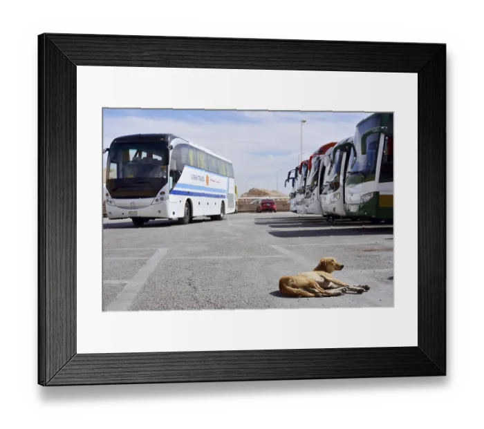 Framed Print : Dog and buses at the car park of Hatshepsut Temple