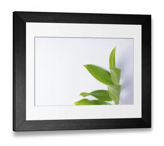 Framed Print : Kupena - a garden plant on a white background close up
