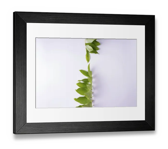 Framed Print : Kupena - a garden plant on a white background Framed Print : Kupena - a garden plant on a white background