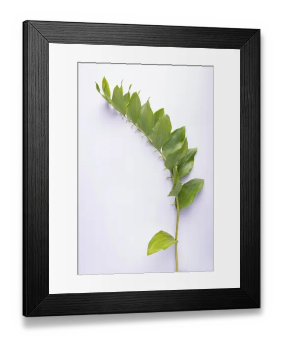 Framed Print : Kupena - a garden plant on a white background