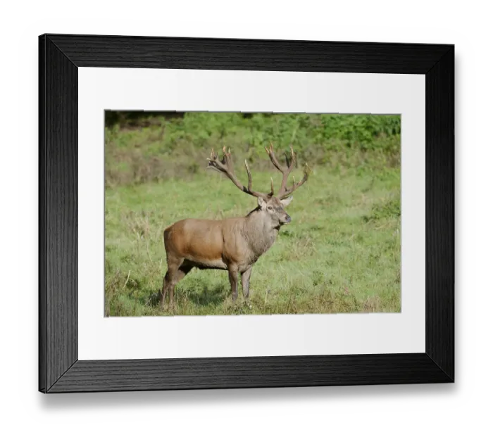 Framed Print : Red deer (Cervus elaphus) in the rutting season