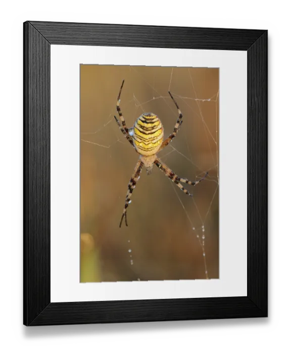 Framed Print : Wasp spider (Argiope bruennichi) Framed Print : Wasp spider (Argiope bruennichi)