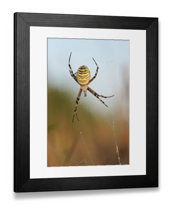 Framed Print : Wasp spider (Argiope bruennichi)