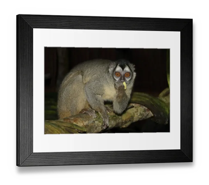 Framed Print : Grey-handed night monkey (Aotus griseimembra) Framed Print : Grey-handed night monkey (Aotus griseimembra)