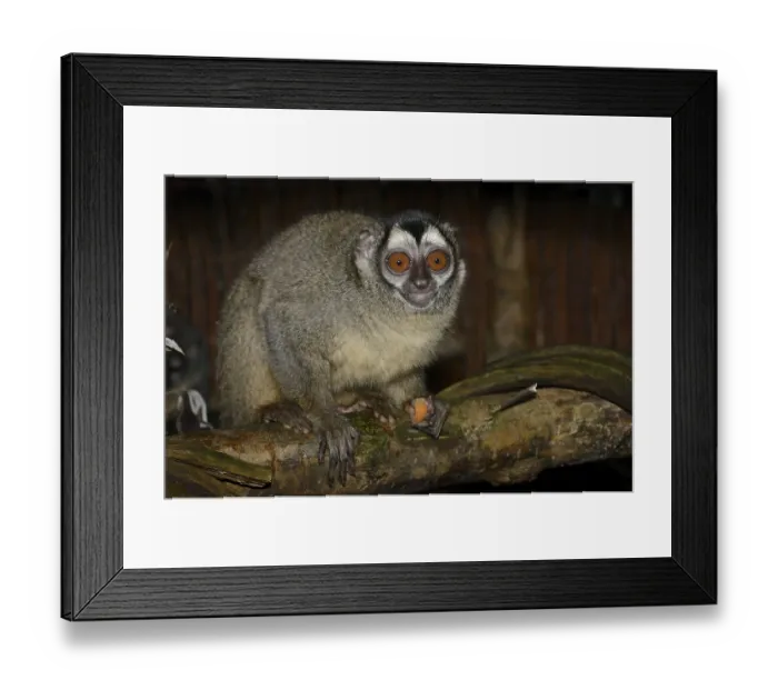 Framed Print : Grey-handed night monkey (Aotus griseimembra)