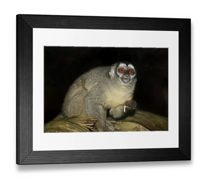 Framed Print : Grey-handed night monkey (Aotus griseimembra)