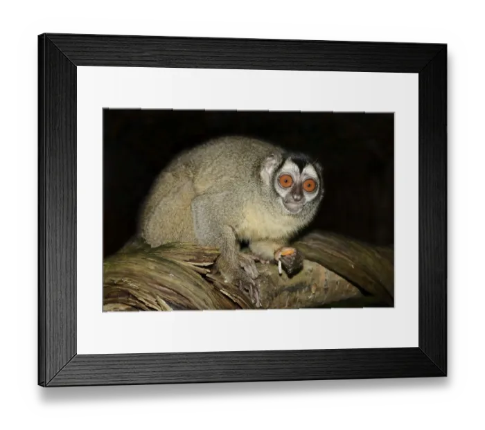 Framed Print : Grey-handed night monkey (Aotus griseimembra) Framed Print : Grey-handed night monkey (Aotus griseimembra)