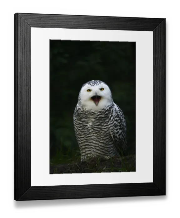 Framed Print : Snowy owl (Bubo scandiacus), calling female
