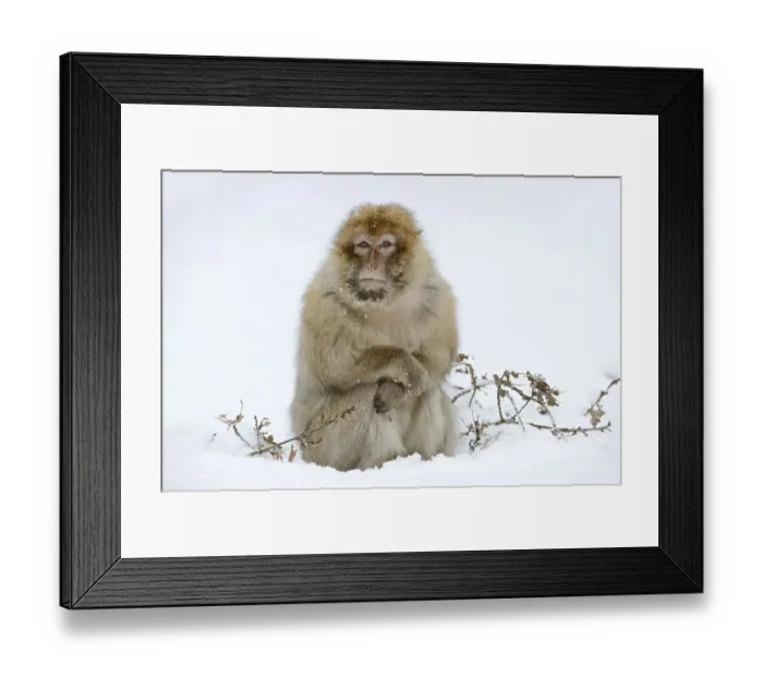 Framed Print : Barbary macaque or magot (Macaca sylvanus)