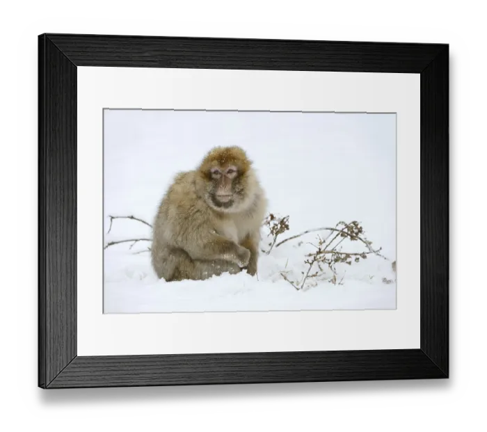 Framed Print : Barbary macaque or magot (Macaca sylvanus)