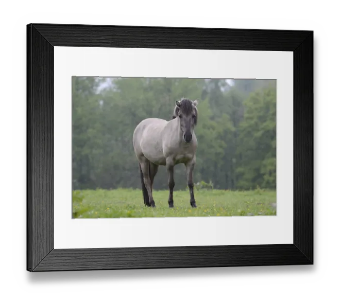 Framed Print : Tail horse (Equus ferus ferus caballus)