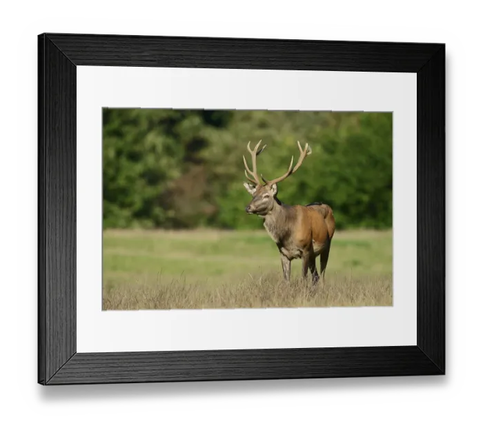 Framed Print : Red deer (Cervus elaphus) in the rutting season
