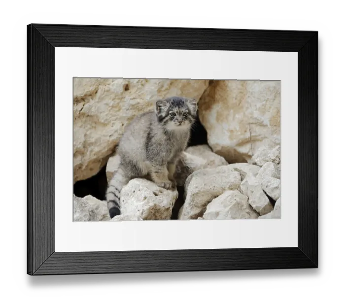 Framed Print : Manul or Pallas's cat (Otocolobus manul)