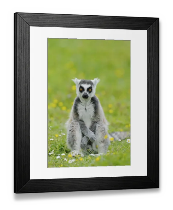 Framed Print : Catta (Lemur catta), captive, occurring in Madagascar Framed Print : Catta (Lemur catta), captive, occurring in Madagascar