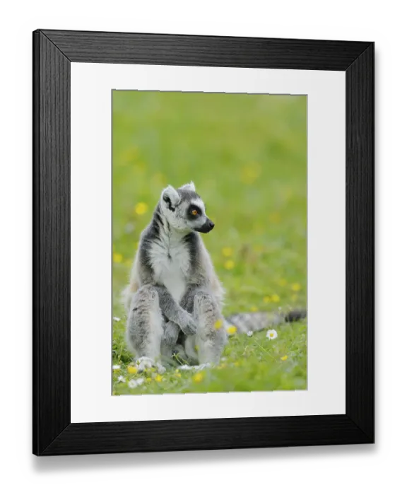 Framed Print : Catta (Lemur catta), captive, occurring in Madagascar Framed Print : Catta (Lemur catta), captive, occurring in Madagascar