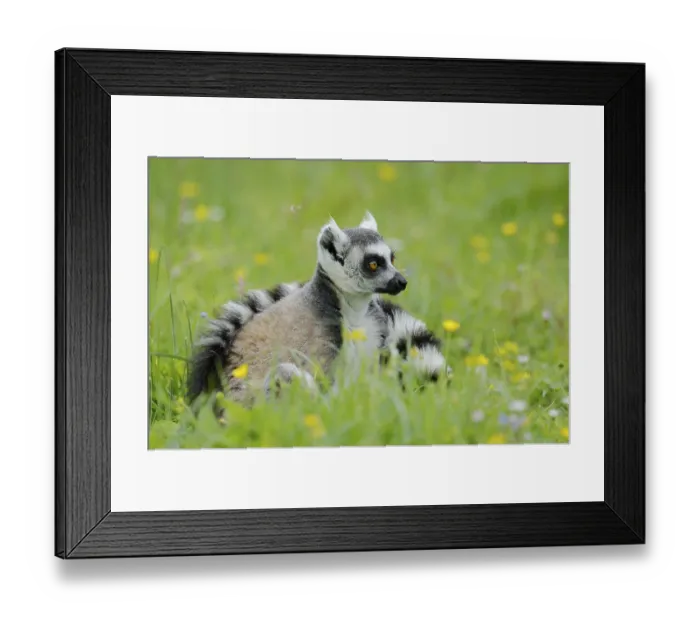 Framed Print : Catta (Lemur catta), Germany, captive Framed Print : Catta (Lemur catta), Germany, captive