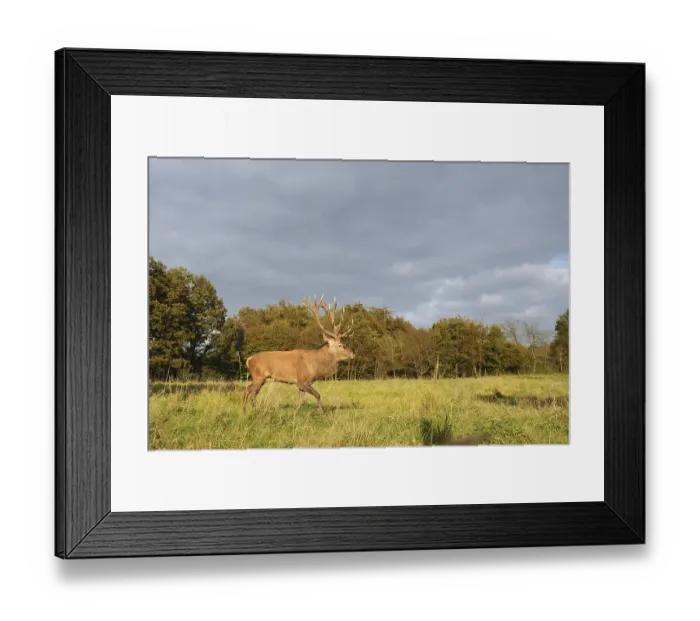 Framed Print : Red deer (Cervus elaphus) crossing a forest clearing in autumn Framed Print : Red deer (Cervus elaphus) crossing a forest clearing in autumn