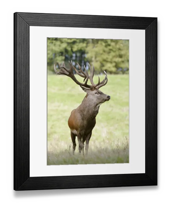 Framed Print : Red deer (Cervus elaphus) in the rutting season Framed Print : Red deer (Cervus elaphus) in the rutting season