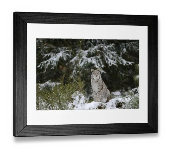 Framed Print : Eurasian lynx (Lynx lynx) in winter