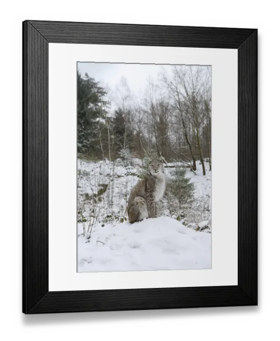 Framed Print : Eurasian lynx (Lynx lynx) sitting on a snowy hill Framed Print : Eurasian lynx (Lynx lynx) sitting on a snowy hill