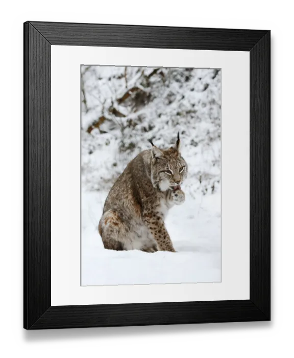 Framed Print : Eurasian lynx (Lynx lynx) licking its paw Framed Print : Eurasian lynx (Lynx lynx) licking its paw