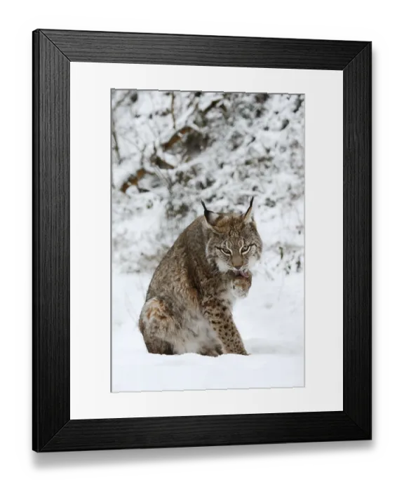 Framed Print : Eurasian lynx (Lynx lynx) licking its paw