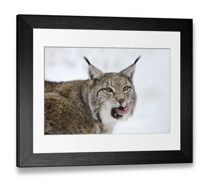 Framed Print : Eurasian lynx (Lynx lynx) in winter